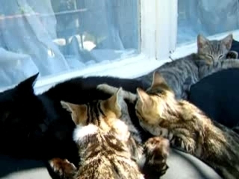 La têtée des minous