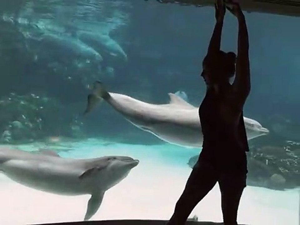 Incroyable, cette fille arrive à faire rire un dauphin