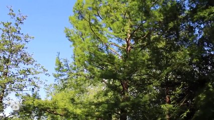 Les arbres peuvent ils communiquer entre eux