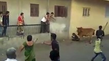 cow corners and violently attacks man in street