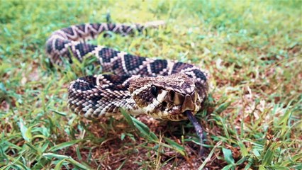 UCI Chemists have developed a way to neutralize deadly snake venom more cheaply and effectively than with traditional anti-venom