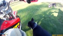 Angry Dogs Attack Motorcyclists _ Bikers Helping & Rescues Dogs