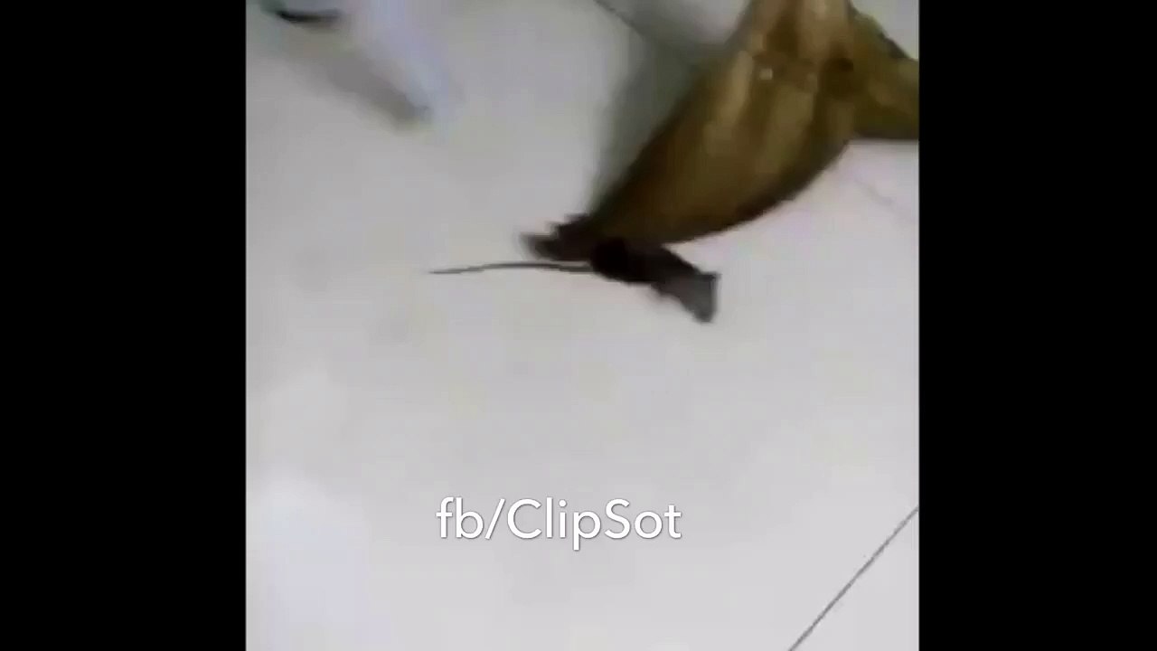 Funny Mouse