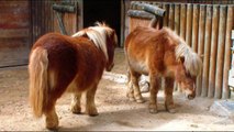 MINI PORCOS Ovelhas Pônei Animais Engraçados _ Pigs Sheep Little Pony Animals Funny