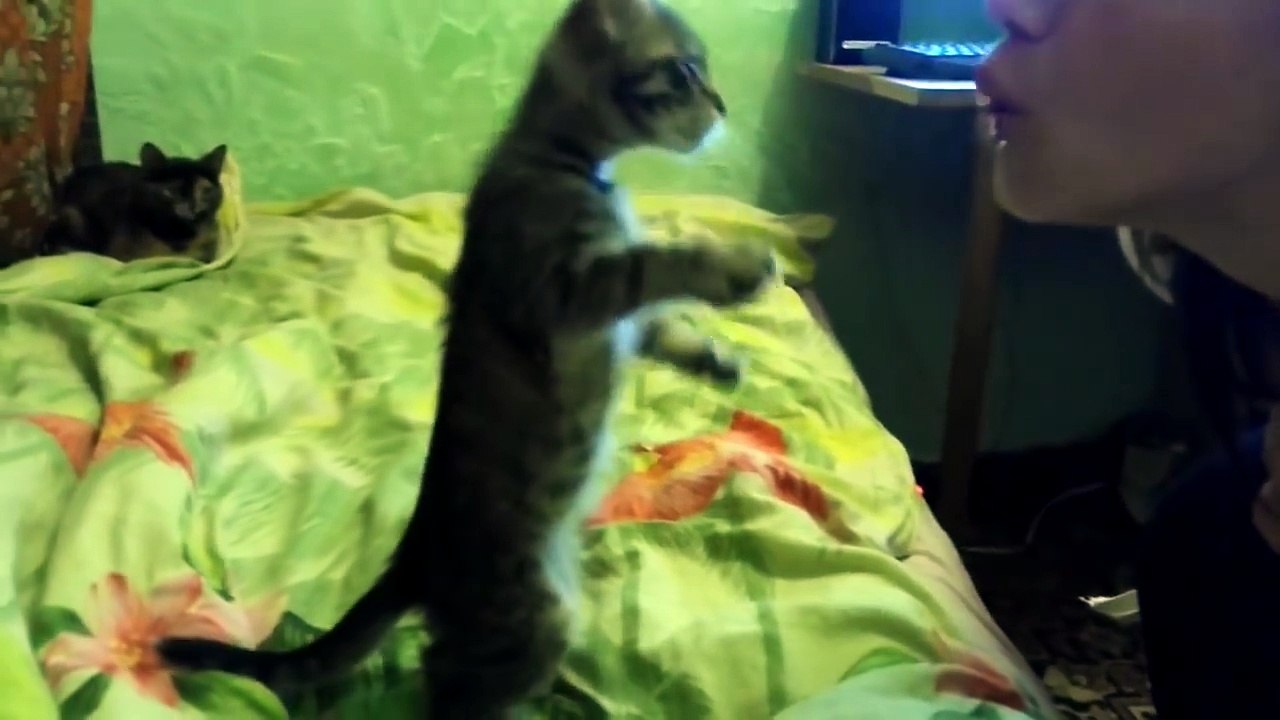 Funniest cats weekly _ Sphynx cat _ Chihuahua Video AUGUST 2016 _ Funny Berry Animals #77