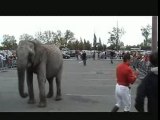 ELEPHANTS ATLANTES 2