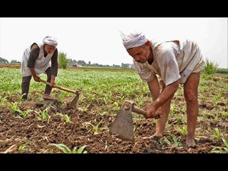 الفلاحين بيفيروا الكتان بالكاكي ... El Sheikh EMAM
