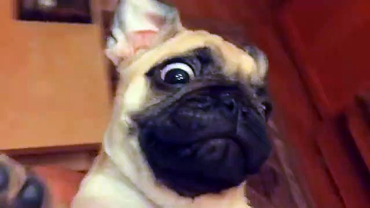 Pug - Mr. S - Video Dailymotion