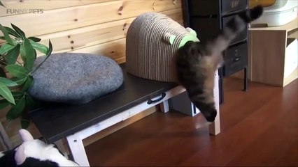 FUNNY and CUTE PETS 2017 [Funny Pets]