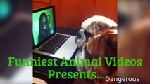 Funny Animals Vines Compilation _ Funniest Animal Videos _ _Try Not To Laugh Challenge