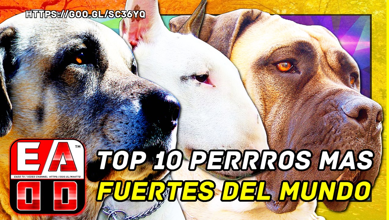 Top 10 Perros Con La Mordida Más Poderosa