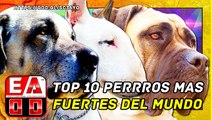 TOP 10 RAZAS DE PERROS MÁS FUERTES DEL MUNDO