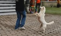 Kontes Anjing Ras di Kintamani