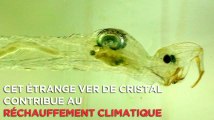 Cet étrange ver de cristal contribue au réchauffement climatique