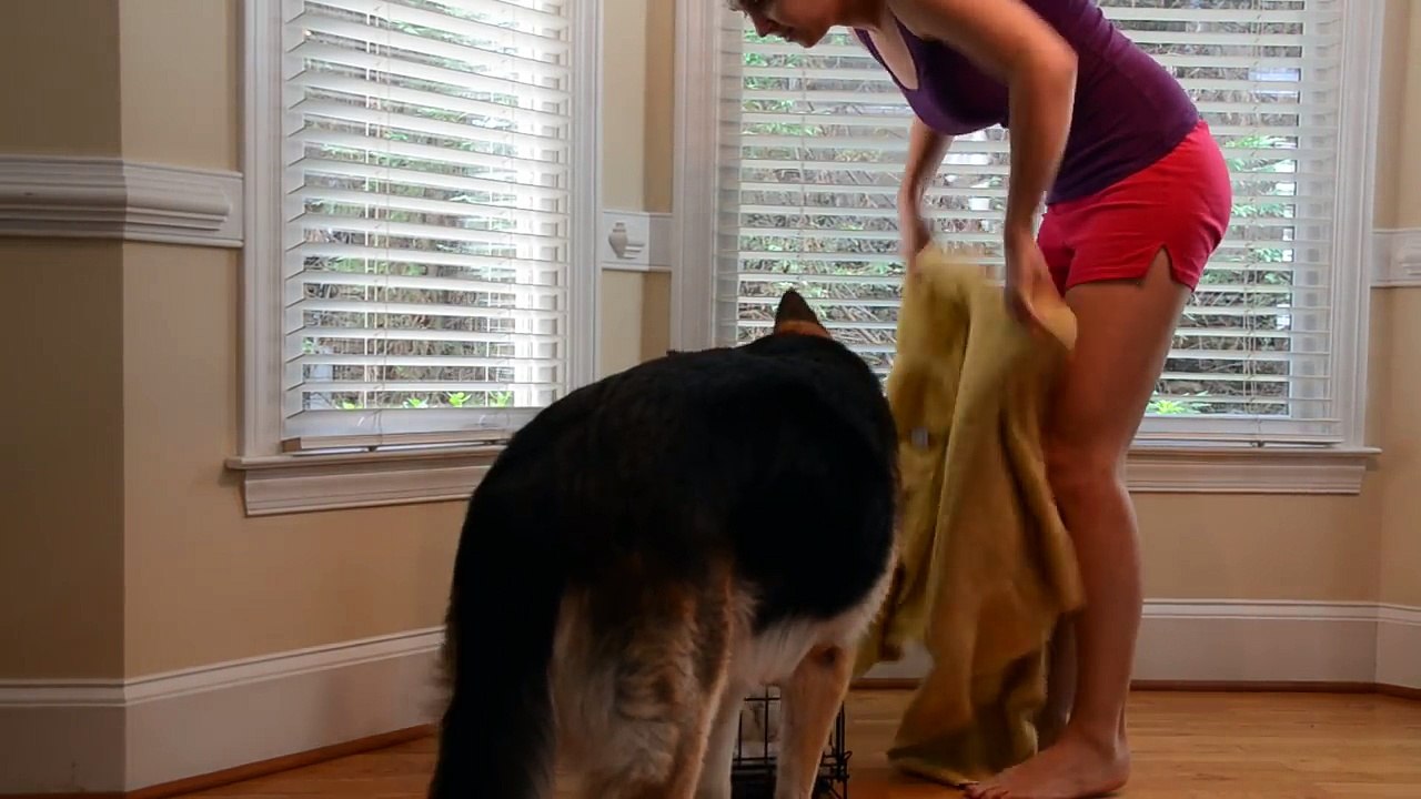 Smart German Shepherd-  Twitch Letting Sophie Out of Her Kennel