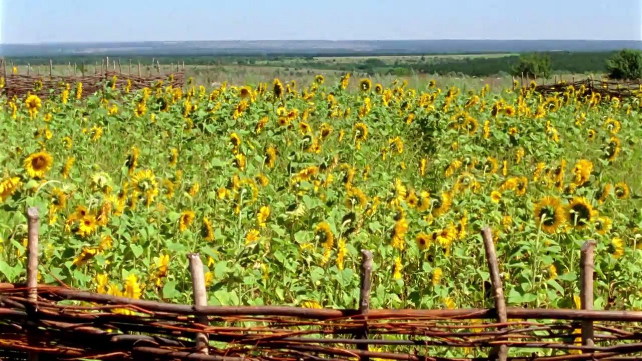Тихий Дон. 2 cерия  Драма, экранизация  Русские сериалы