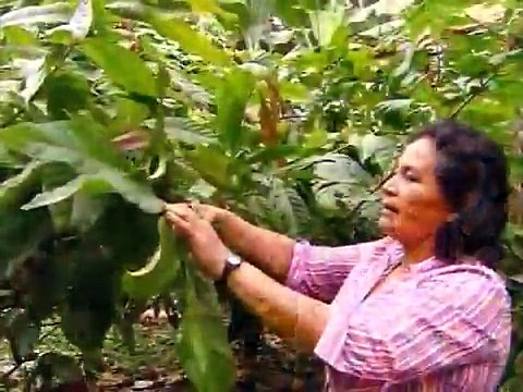 How It's Made Cocoa Beans