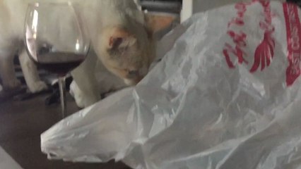 Un chat devient hystérique après s'être coincé dans un sac plastique