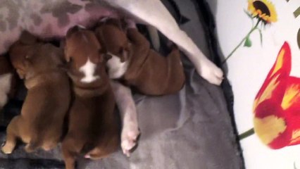 18ème Vidéo La Maman et ses P'tits Oeufs de la 28ème portée de Staffordland