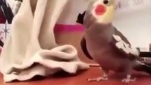 吹口哨打拍子的玄鳳鸚鵡
