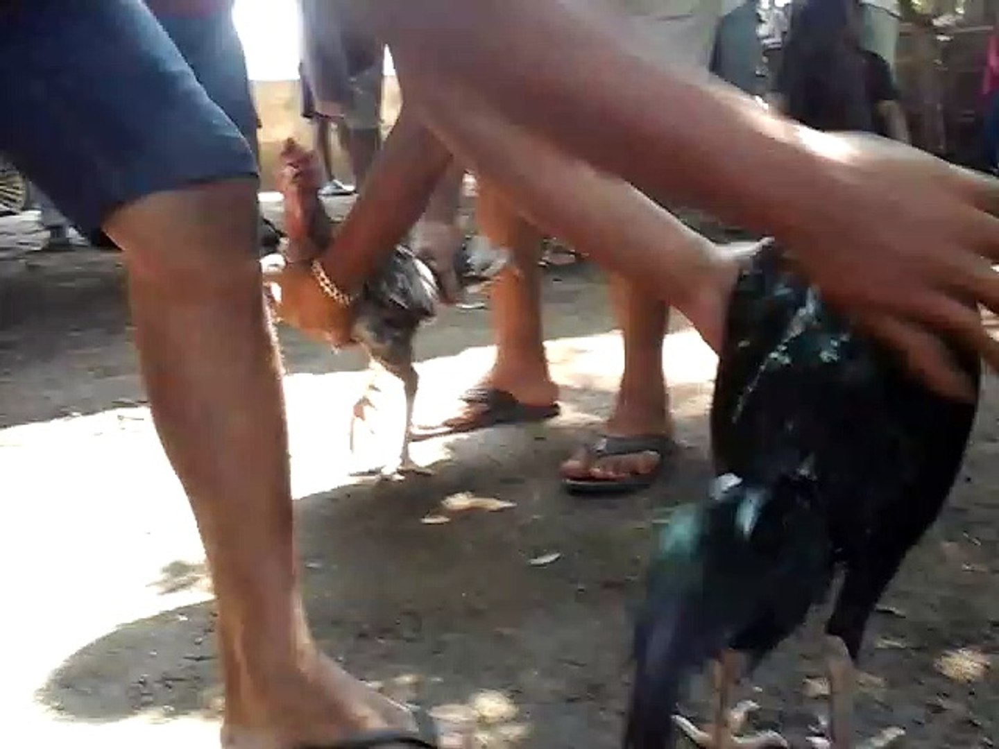 thai rooster fight 1