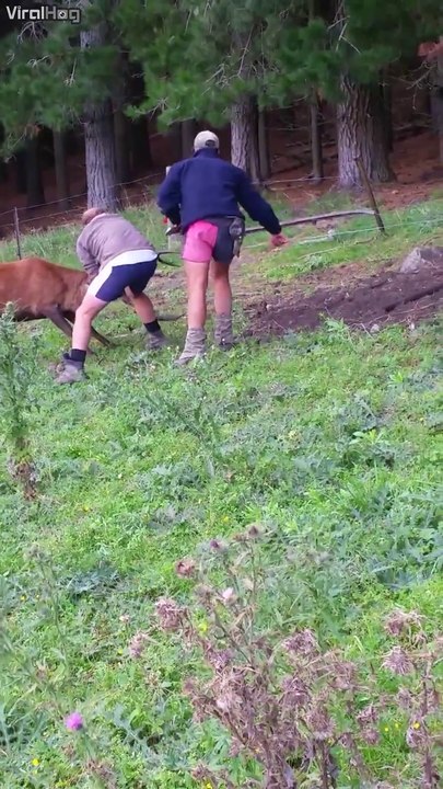 Ils viennent en aide à 2 cerfs coincés l'un dans l'autre