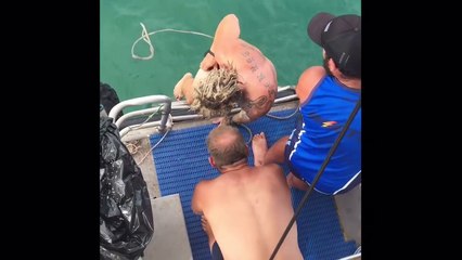 Il tente d'attraper un requin par la queue et se fait mordre