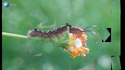 SlideShows - Macro Phonegraphy Xiaomi Redmi Note 3 Pro