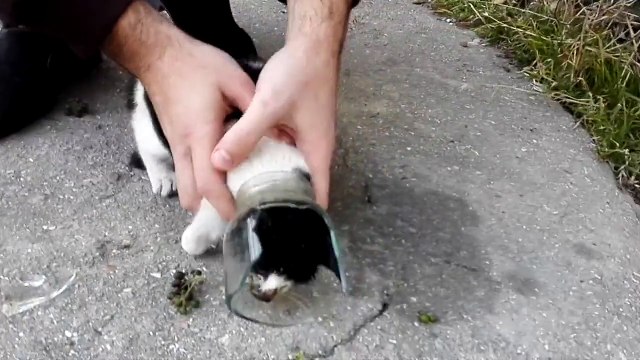 Un chaton sauvé d'une bouteille en verre