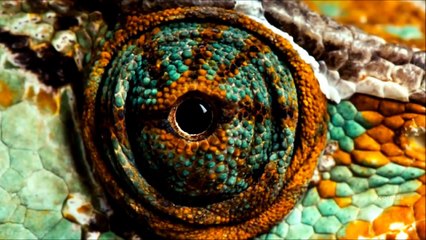 Theory Of Evolution - Cosmos A Spacetime Odyssey