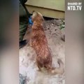 Une chienne risque sa vie pour sauver ses chiots d'une innondation