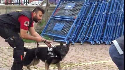 Dedektif Köpek Sezar İş Başında