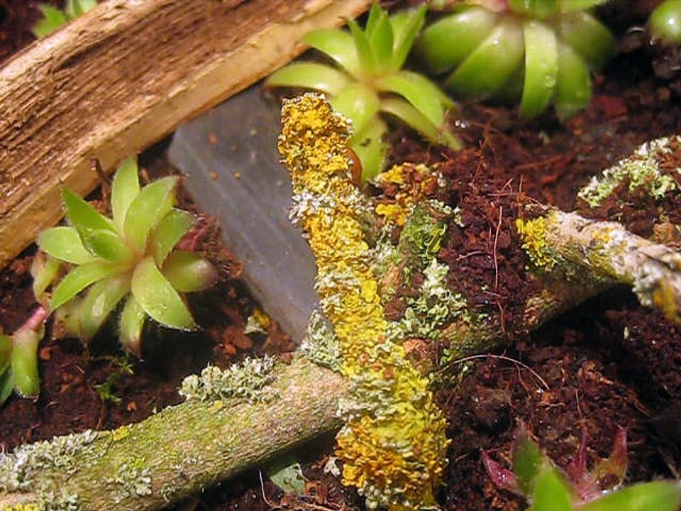 Ectomomyrmex VS blatte