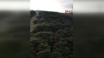 Türk Telekom Arena Arkasındaki Ormanlık Alanda Domuz Sürüsü