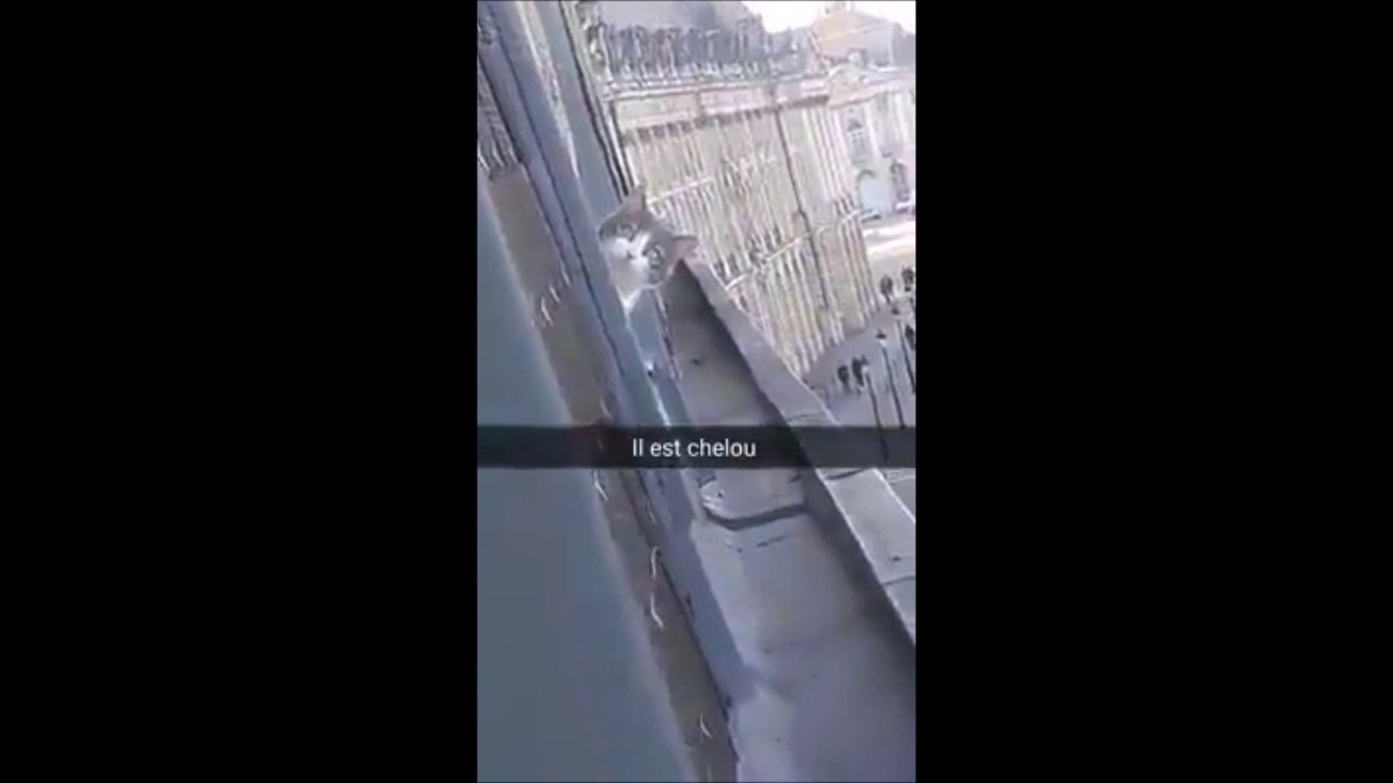 Quand le chat de ton voisin est un espion