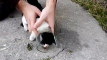 Il sauve un chaton qui a la tête coincée dans une bouteille en verre