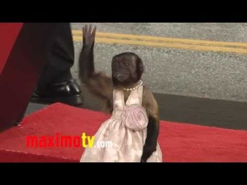 Crystal the Monkey EPIC Red Carpet Adventure The Hangover Part 2 Premiere