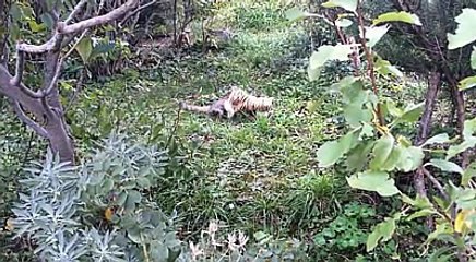 Curiosos Animales ! Hay que verlos