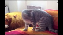 Funny Cats _ Best Funny Cat Videos Ever  _ Funny Kitty Cat Vines Compilation №68