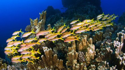 Saving the coral reef - TechKnow