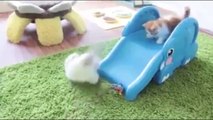 Funny Cats Playing on Slides Compilation _ Funny Kittens on Slide