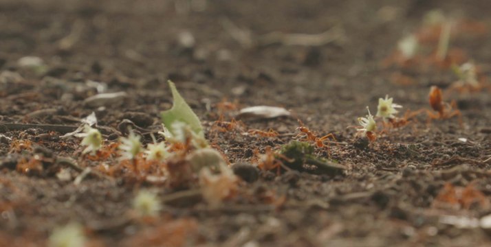 Mesmerizing Ants of Costa Rica