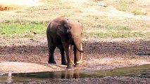 Elephants for Kids - Elephants Playing - African An l