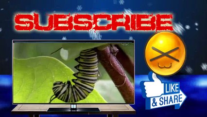 Wild Kratts - Voyage of the Butterflier XT