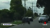 Dugót okozott egy kutya és egy kenguru pofozkodása Ausztráliában