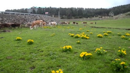 Yağmur Çobanların Işini Zorlaştırıyor