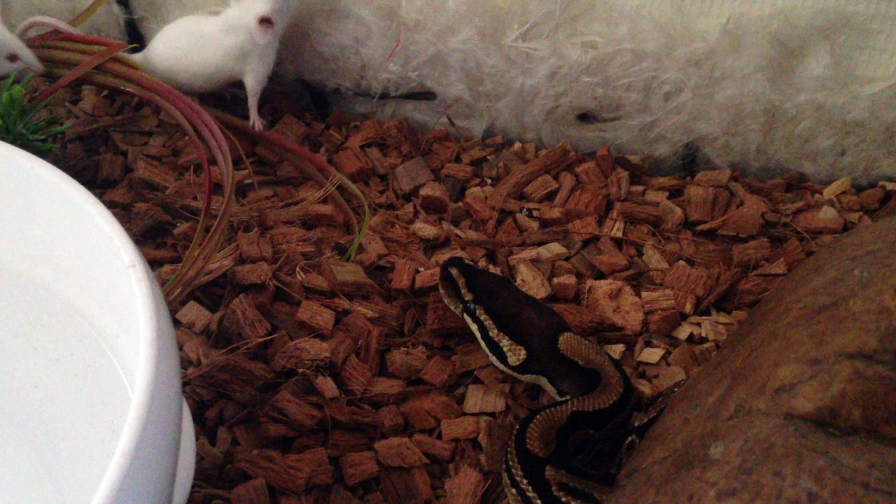 Serpent attaque souris !!! Snake vs mouse