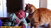 Funny Videos 2017  - Funny Cats - Funny Baby - Funny Cat Videos - Funny Animals - Funny Babies Videos