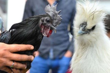 Süs Tavukları Açık Arttırmayla Satıldı