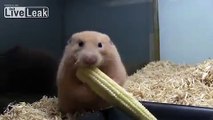 Young Corn Hamster